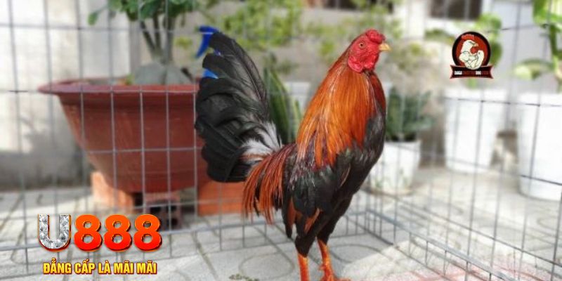 vipwin casino máy tính
